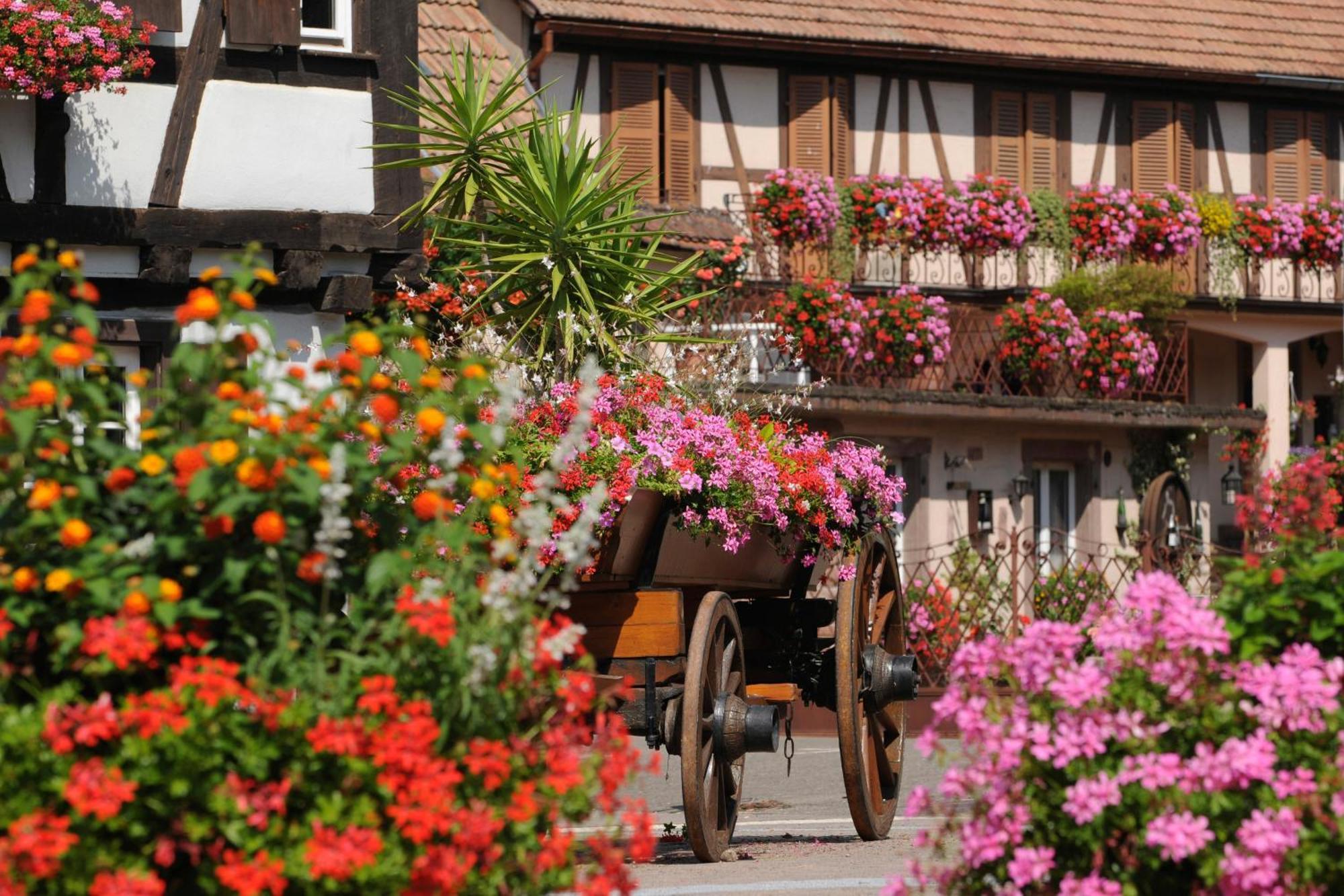 Gite See You Soon - Maisonnette Green Lodge Ribeauvillé Dış mekan fotoğraf